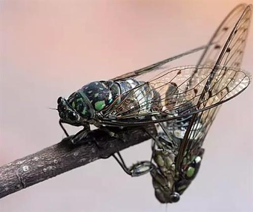 秀恩爱，死得快，苍蝇和蝉表示：很受伤