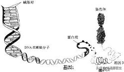 「免疫相关不良妊娠答疑解惑49」——遗传因素检查