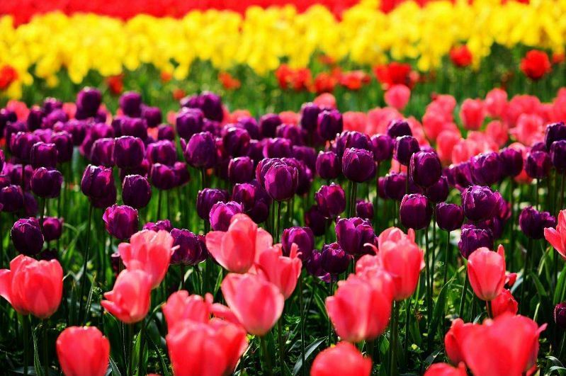 各国国花及花语英文,世界各国的国花资料