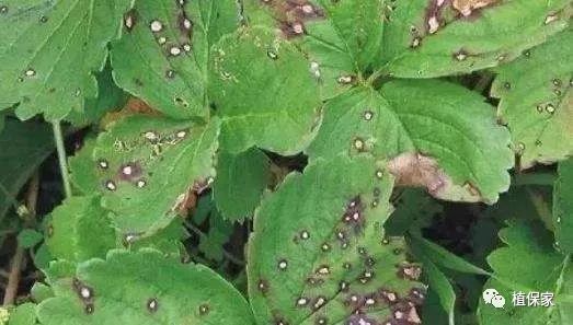 草莓常见病虫害图谱,草莓病虫害图片大全集