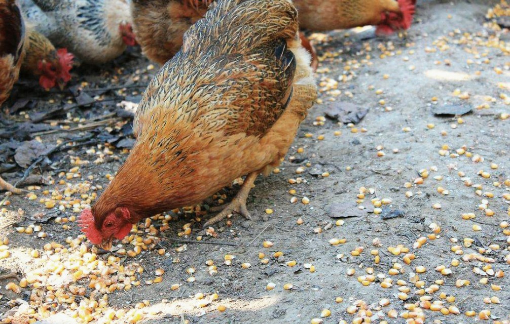 养殖土鸡模式,土鸡养殖技术及销售方法