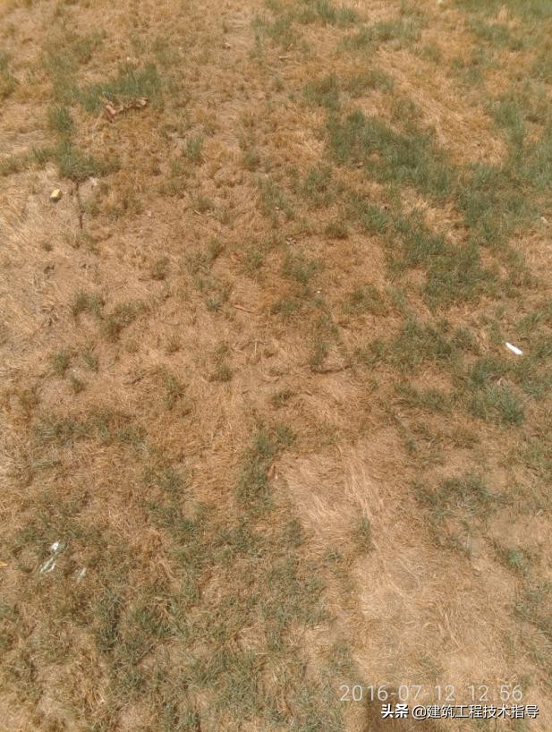 景观绿化提升项目施工技术方案,绿化种植施工方案范本