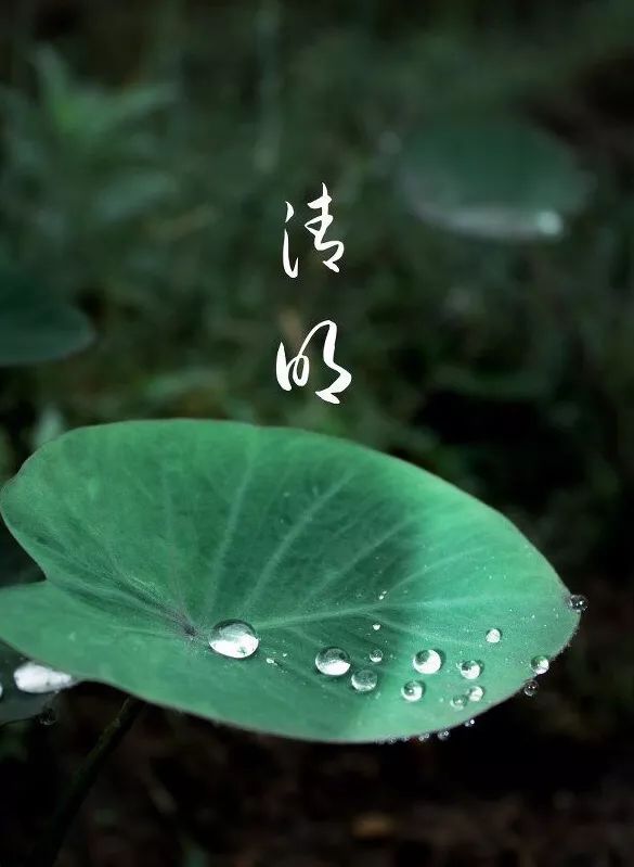 清明过后天空就明净了,今日清明万物生长清洁明净