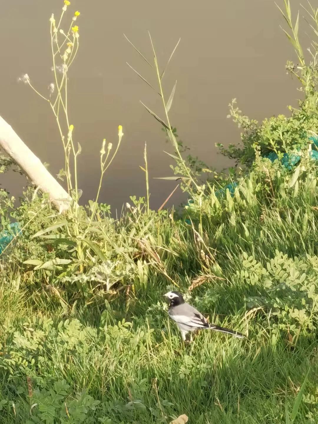 父爱如山谁言寸草心报得三春晖,谁言寸草心报得三春晖是给谁的