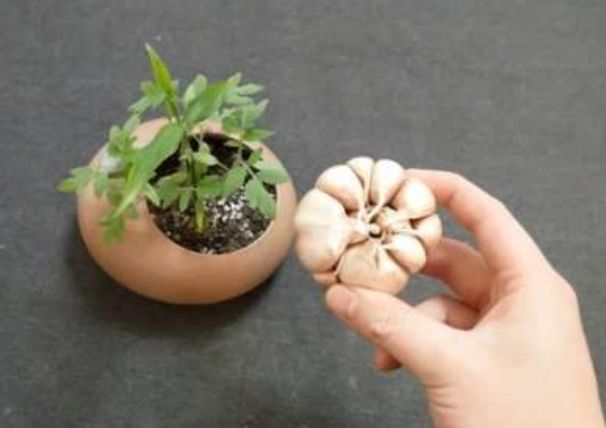 花草生病怎么治疗,盆栽生病了怎么治