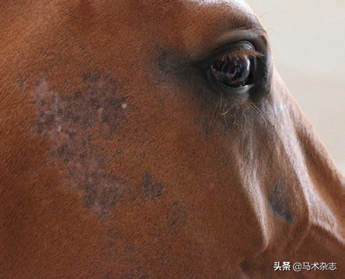 如何防止马得疾病,马儿皮肤病症状