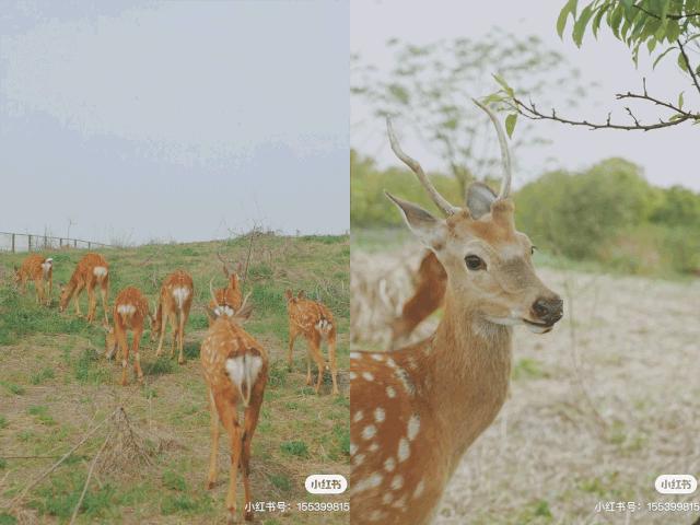 美美美！余杭七大花海组团来袭，遍地繁花好似人间仙境