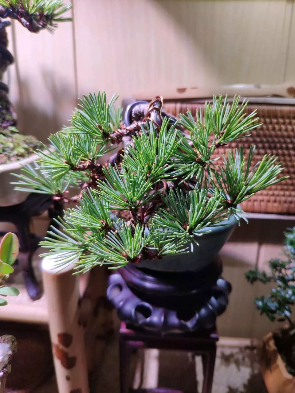 黑松压弯造型制作,黑松盆景整形时间