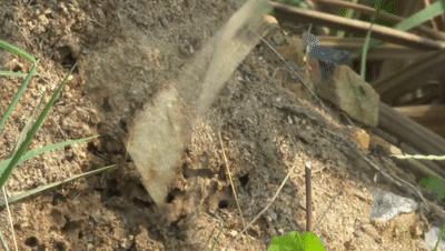 广西红火蚁最严重的县,广西发现红火蚁怎么上报