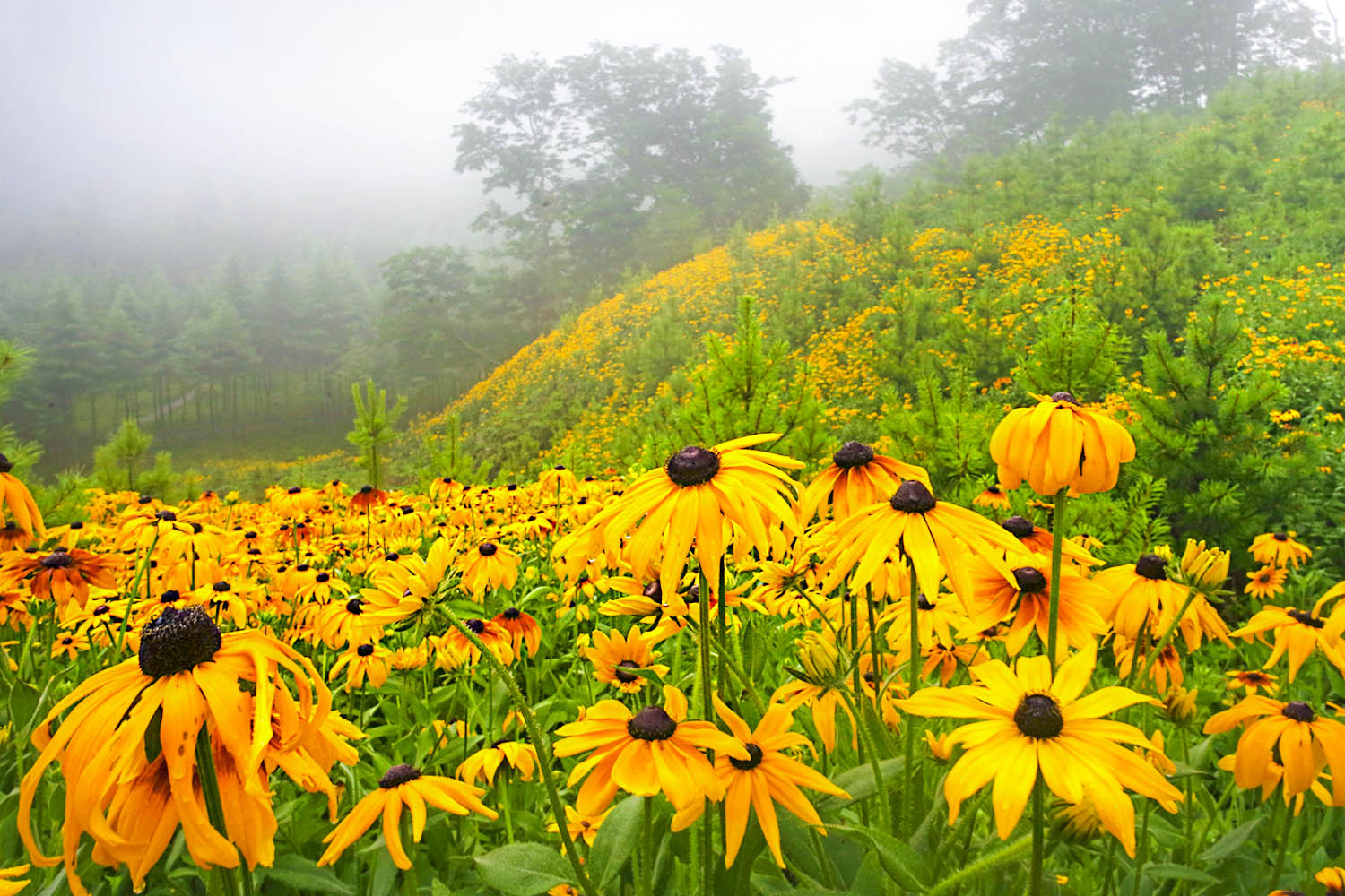 野菊花漫山遍野都是金黄色,黄金菊哪个地方最正宗