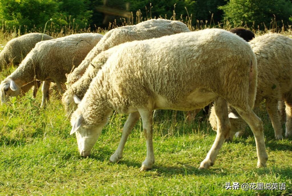 sheep是羊的总称吗,sheep是羊叫吗