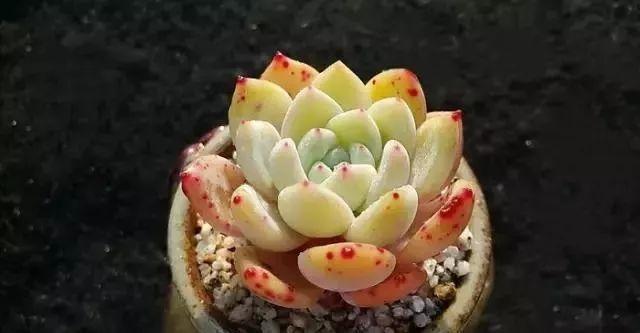 几款好看又好养的多肉,好养且易爆盆的多肉