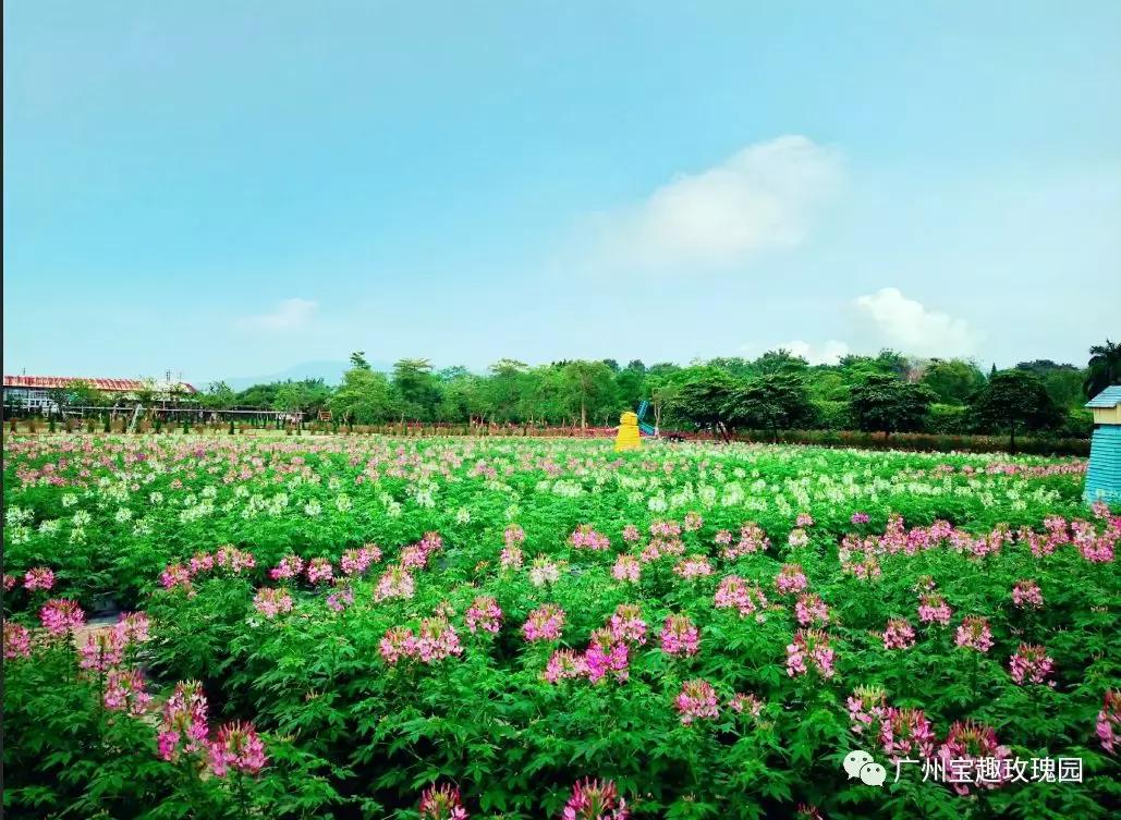 从化一日游最佳去处民宿,从化旅游线路攻略大全最新