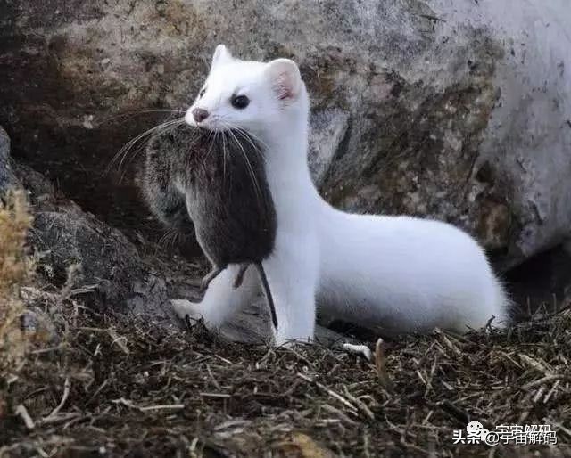 这些动物小时候太可爱简直萌化了,世界十大最受欢迎的动物