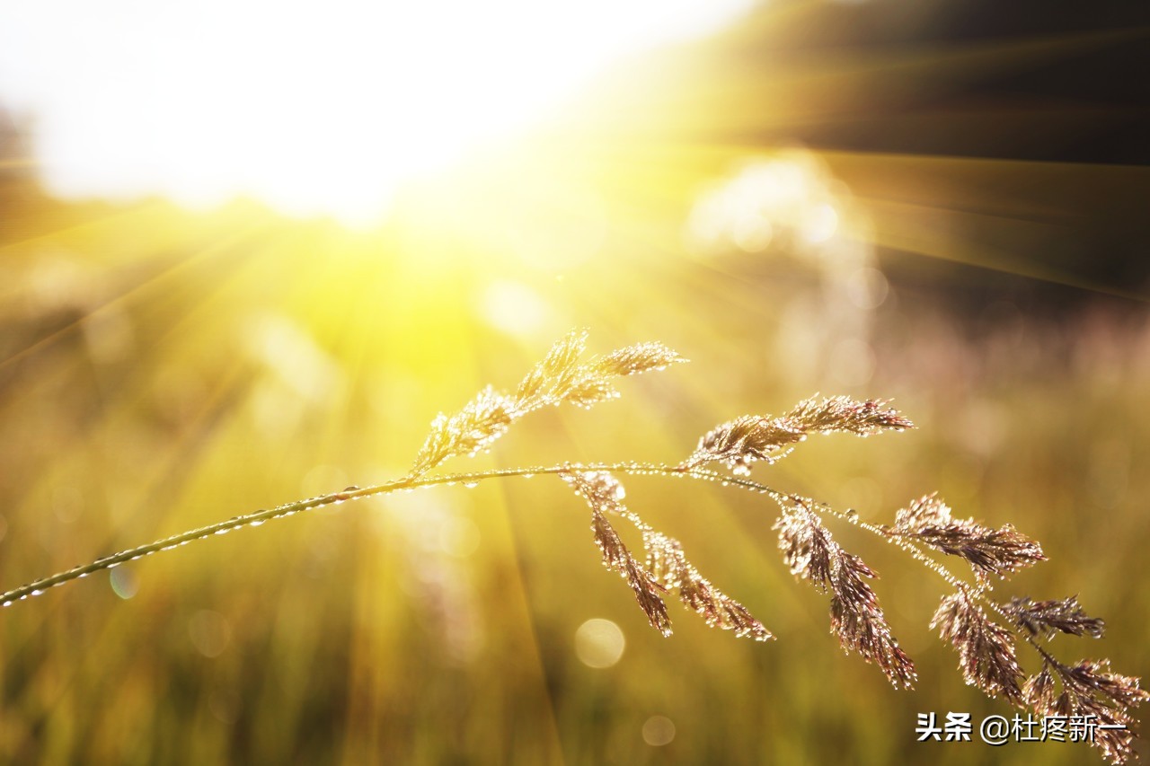 口琴学好了可以赚多少钱,口琴大赛真的能赚钱吗