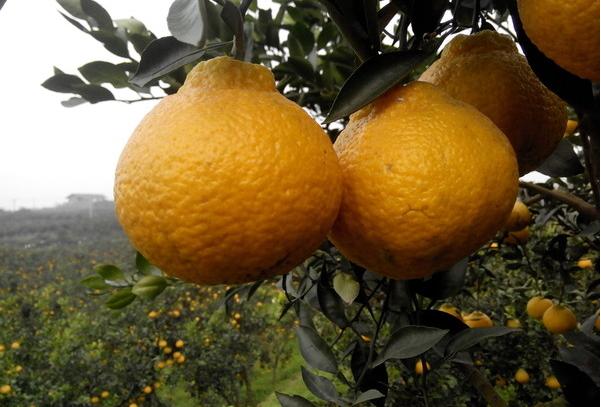 丑橘应该如何种？科学的管理让丑橘味美汁多吃不腻，快来学习