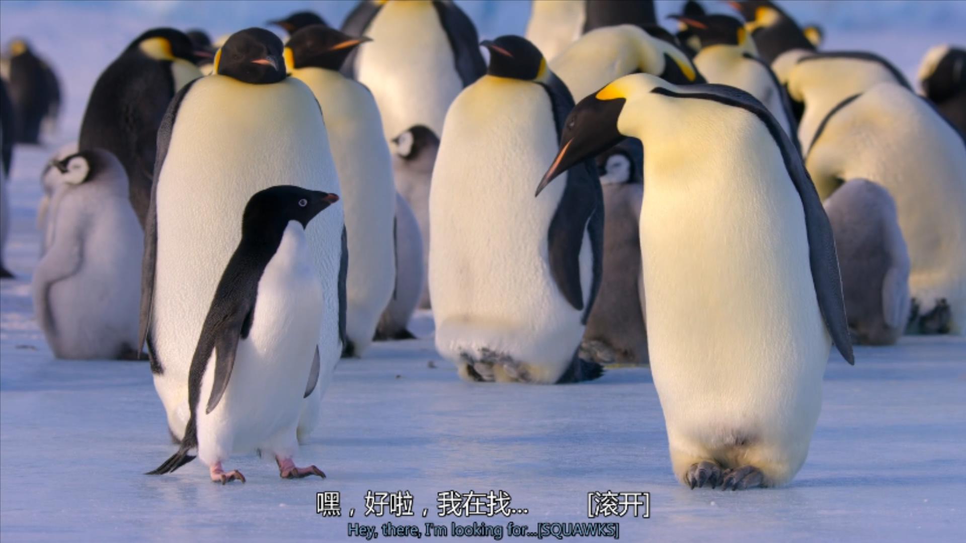 大过年的,被这些小萌萌给笑掉了头