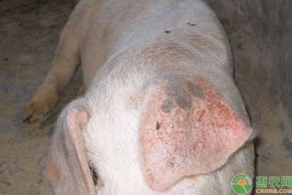 猪身上有出血点怎么治用什么药治,猪喘气厉害身上有出血点