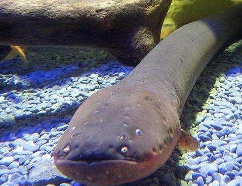 电鳗能放出多少伏电,电鳗能电死水牛吗