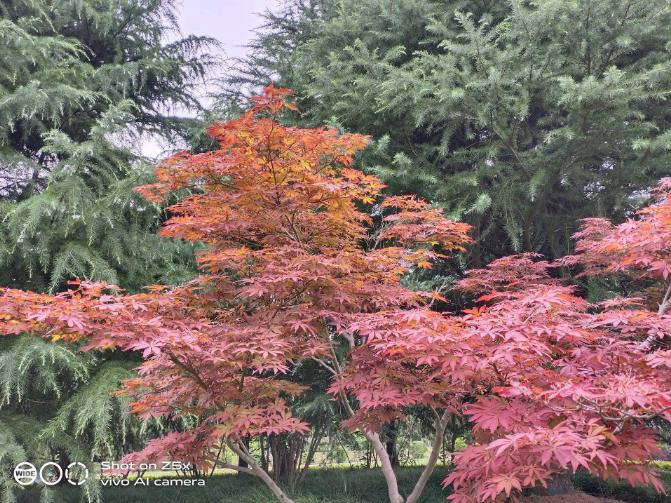 vivoz5x全面详细评测,美得不像千元机vivoz5x精美体验