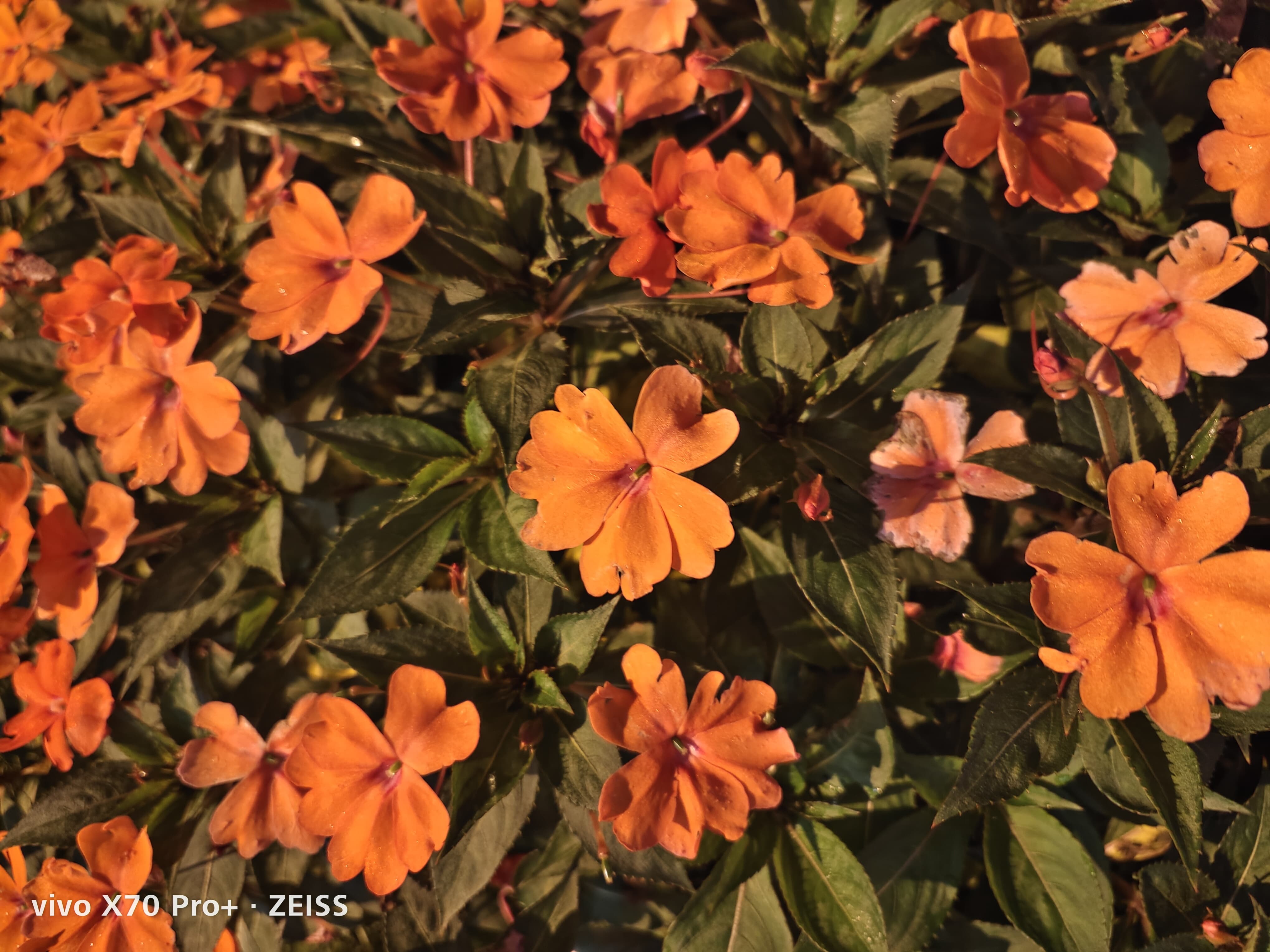 vivox70pro+双扬声器音质评测,vivox80pro天玑版评测