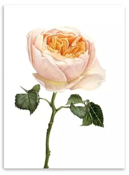 超写实绘画真实吗,超写实的植物绘画