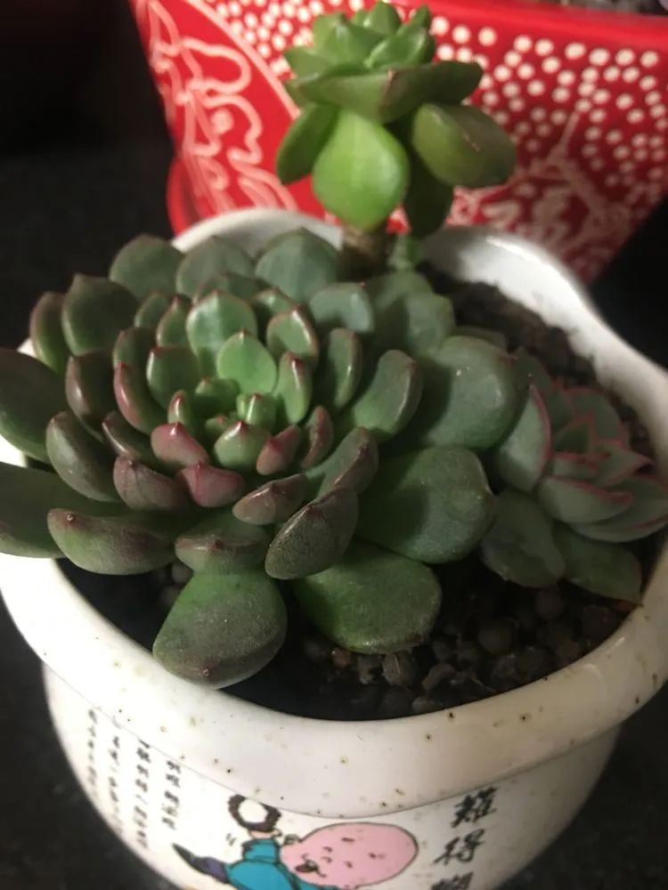 2021牛转乾坤砥砺前行,2021年牛转乾坤时来运转