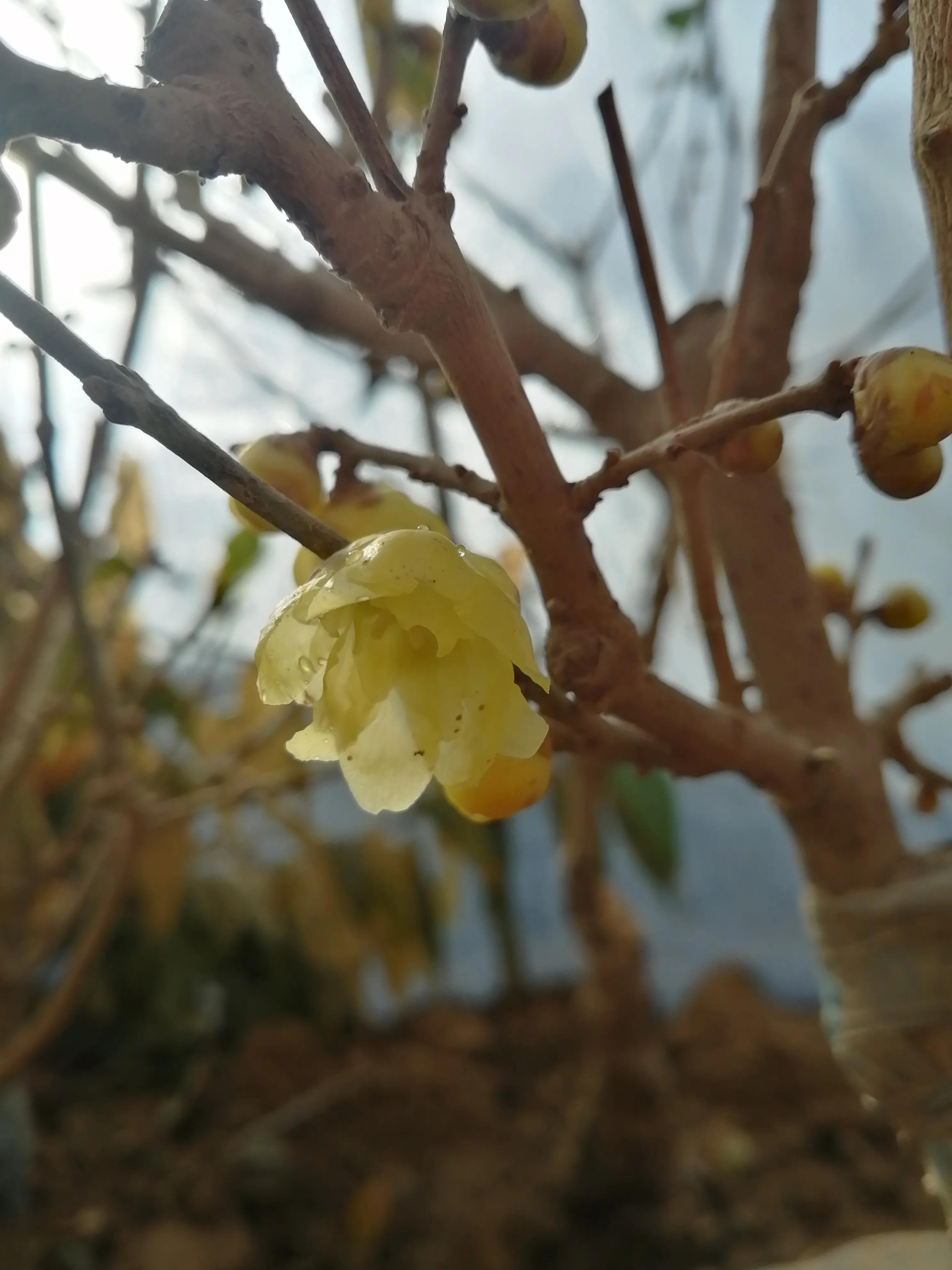 腊梅常见问题,腊梅品种知识