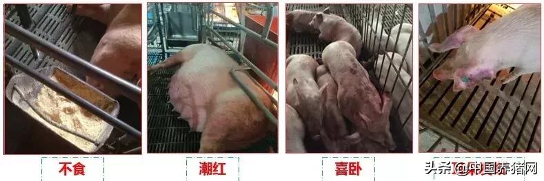 有非瘟如何拔牙,非瘟发生后如何拔牙