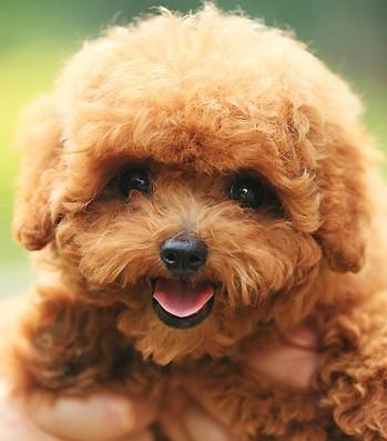 世界上所有的狗品种图片,世界最名贵的狗前十名及其简介