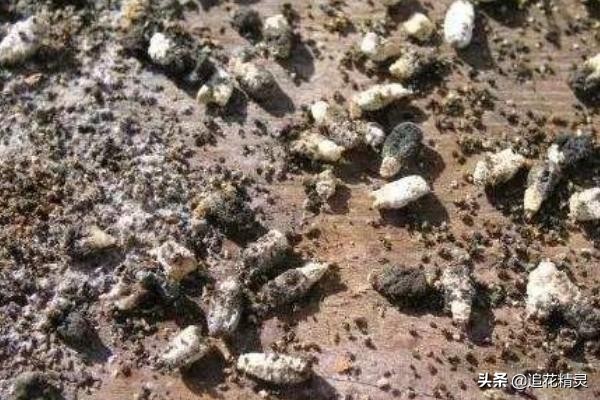 养蜂要怎么防蜜蜂病害,蜜蜂有哪些病虫害如何防治