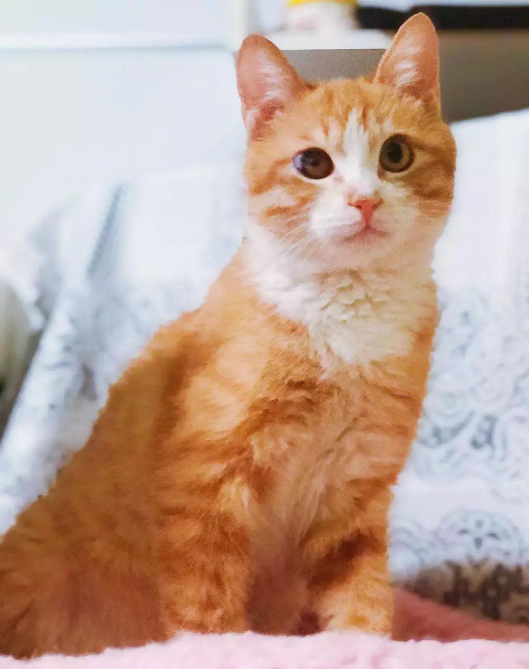 给它们一个家|线上宠物领养日,201903102