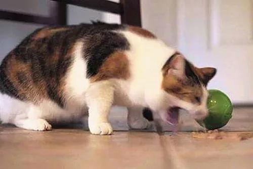 疫情期间不出门，5招教你搞定猫咪小问题