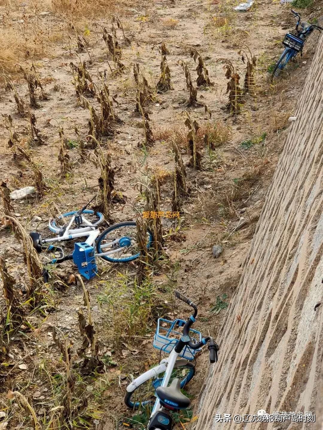 葫芦岛市连山区10月18日新闻,葫芦岛新闻11月15日