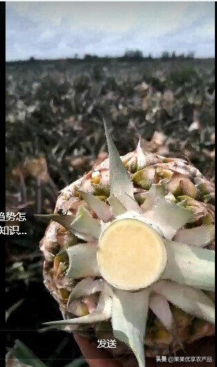 金钻凤梨成熟上市时间,金钻凤梨叶子有没有刺