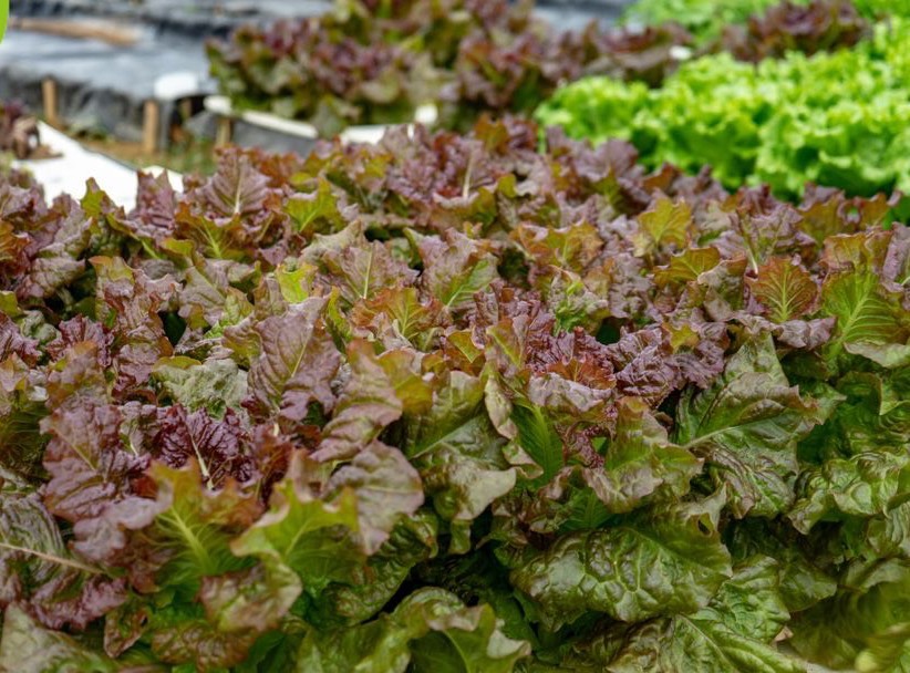 阳台种菜怎么种才能高产视频,阳台种菜方法如何把菜种好