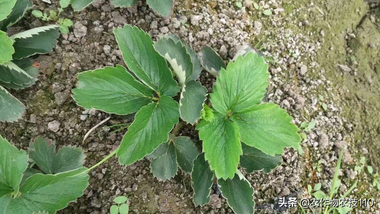 草莓定植后的管理技术要点,草莓定植后的管理技术