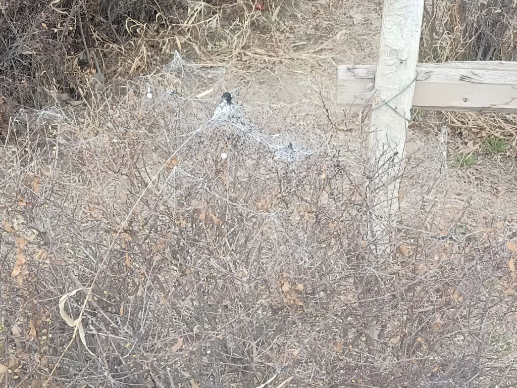 水池边有密密麻麻小黑虫子,长春灌木发现虫子