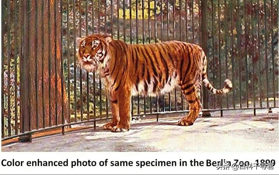 最大内陆国计划让里海虎“秽土转生”，莱昂纳多曾发文支持