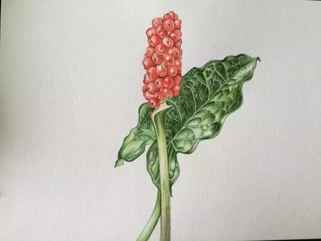 水彩密密麻麻的树叶怎么画,水彩画教程入门叶子