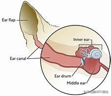 猫咪听到一点响声就反应很大,猫咪对我嗡嗡叫