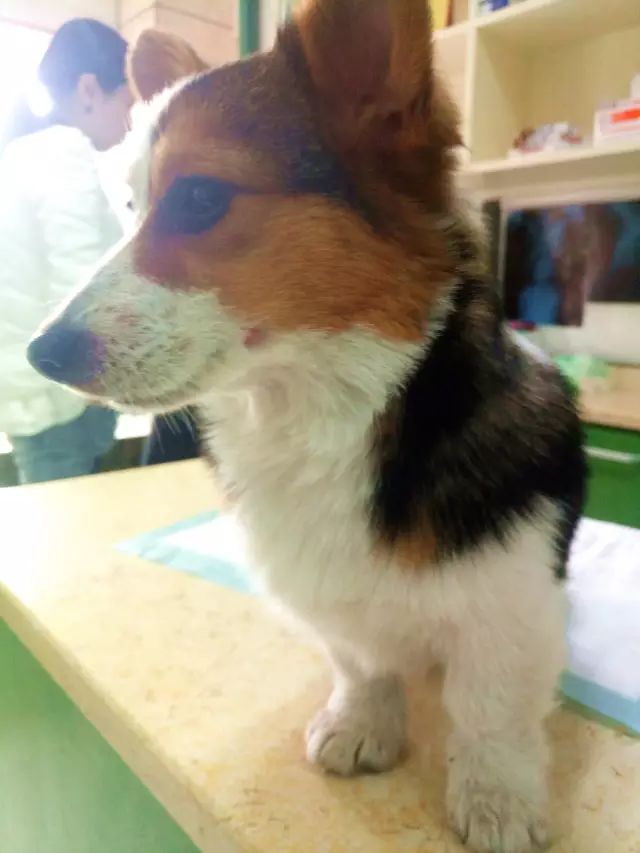 柯基生病了吃什么可以好,柯基幼犬生病了怎么办