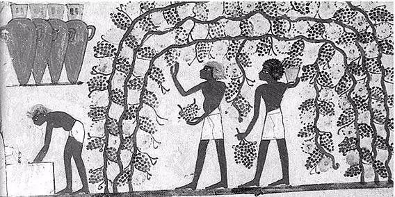 哪个品种的葡萄酿的酒好喝,葡萄酒加什么好喝