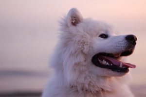 萨摩耶狗的习性,萨摩耶犬优缺点