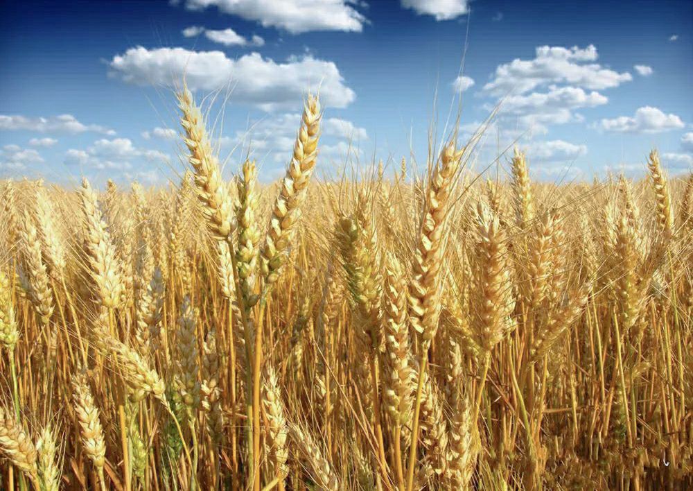 同一个家庭兄弟妯娌出现矛盾,农村亲兄弟打架