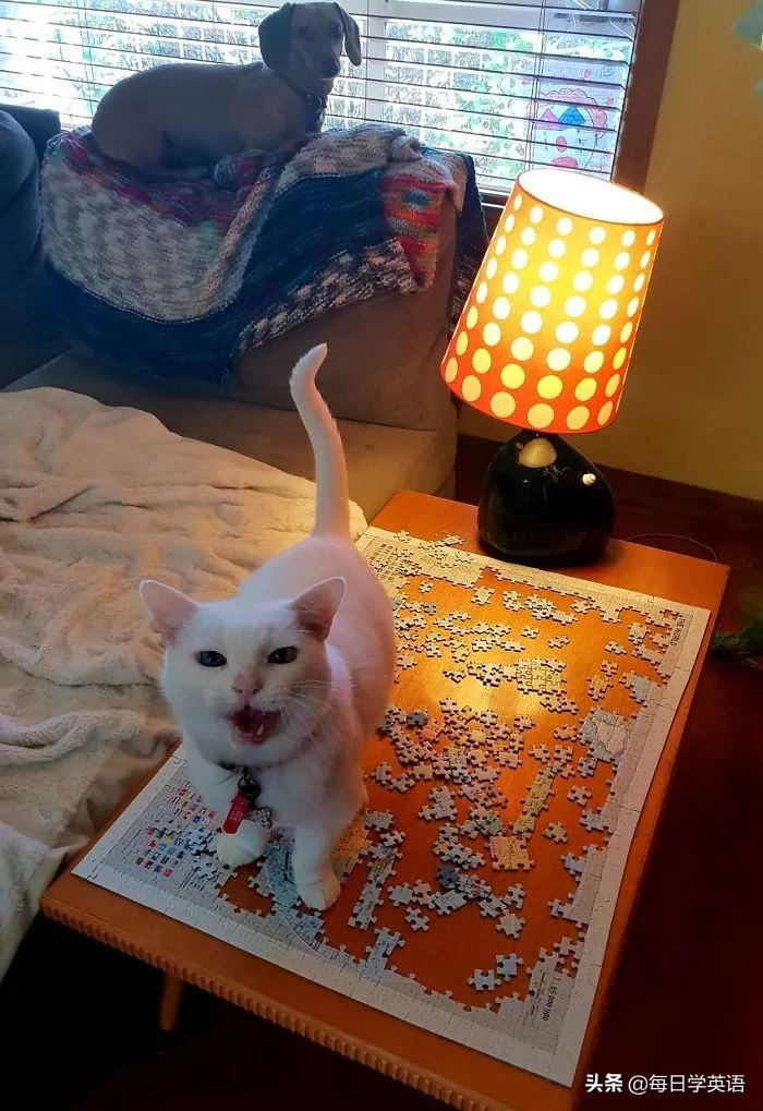 如何和家猫互动,怎样和猫共同拼图