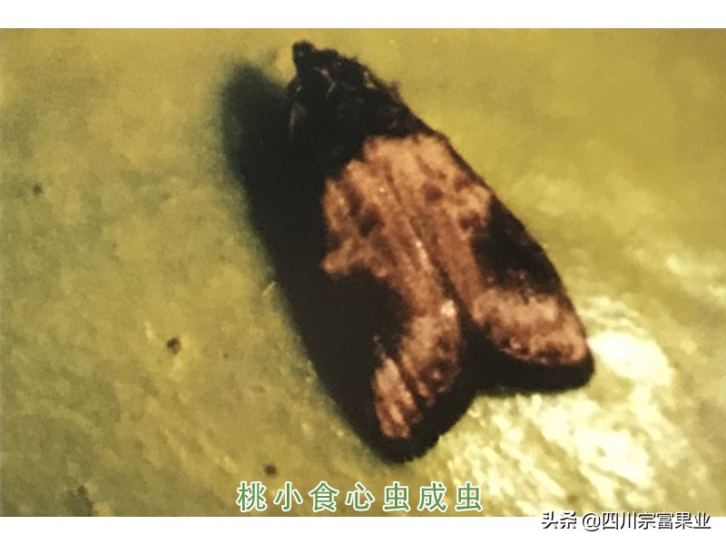 梨子得锈病,梨子树有哪些病虫害