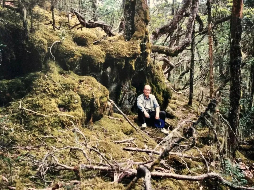 濒危稀有植物绘画,八大濒危珍稀植物