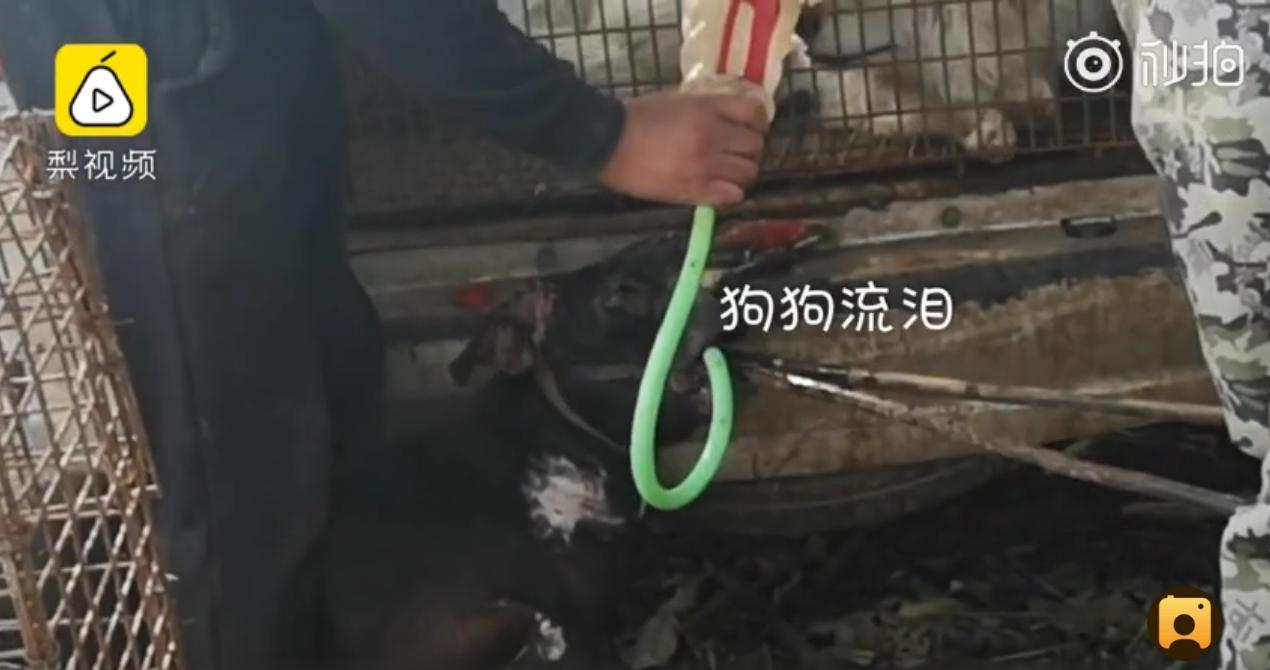 铁钳卡住头、水管直接插胃里狗贩:不给狗灌三四斤水怎么赚钱?