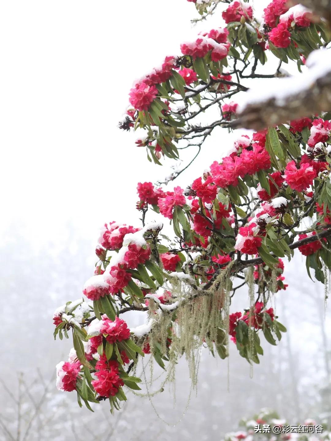 中国云南哪里好看,云南的云彩为什么好看